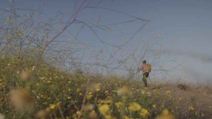 A hiker walks a sunny trail lined with yellow wildflowers under a clear blue sky