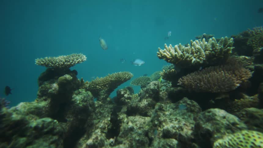 Coral reef teeming with marine life captured underwater