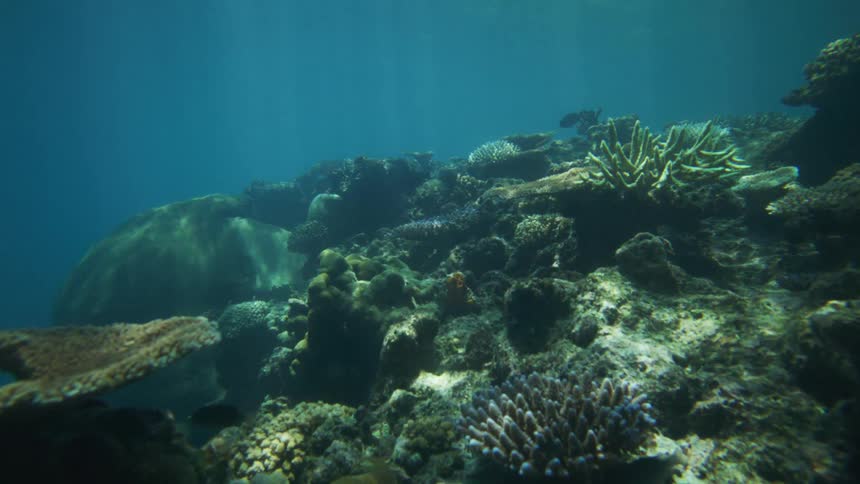 A vibrant coral reef stretches underwater teeming with marine life in clear blue ocean
