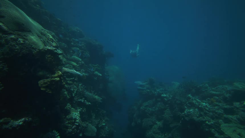 Diver swims near a deep coral reef wall in open ocean