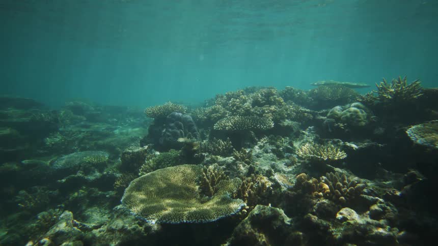 Swimming over a coral reef