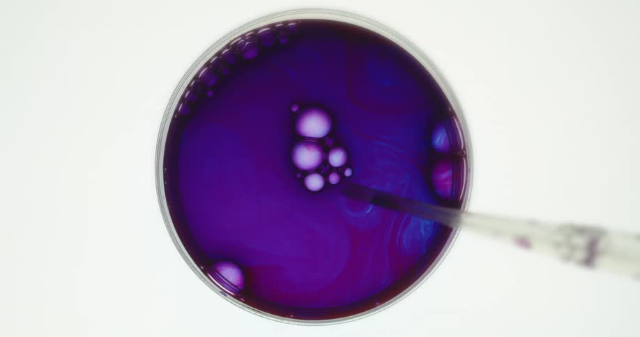 Purple liquid is dripped into a petri dish