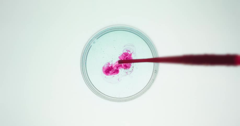 Pipette squeezing out drops red liquid into a petri dish