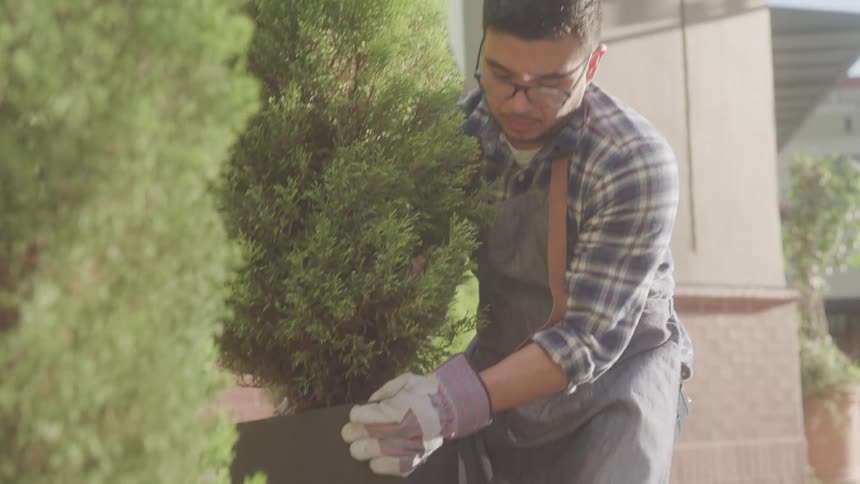A gardener wearing gloves and an apron holds a potted evergreen shrub in an outdoor garden