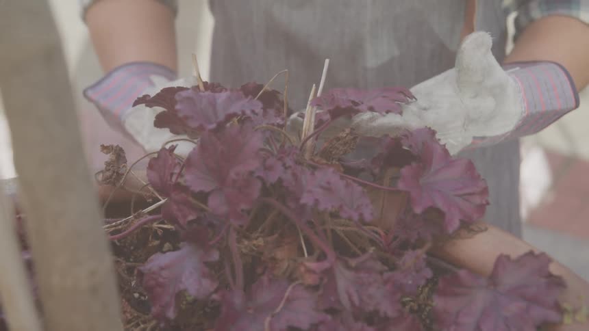 The hands of a person wearing white gloves picking up the petals of a purple flower