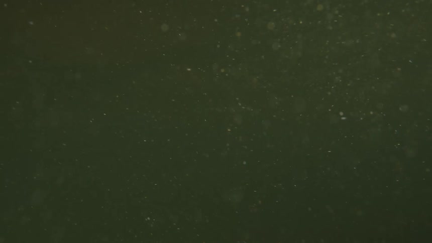 Small particles of sediment drift slowly through dim murky green water in a underwater shot