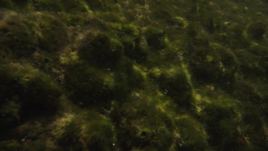 Underwater view of a mossy algaecovered rock slope with light filtering from above