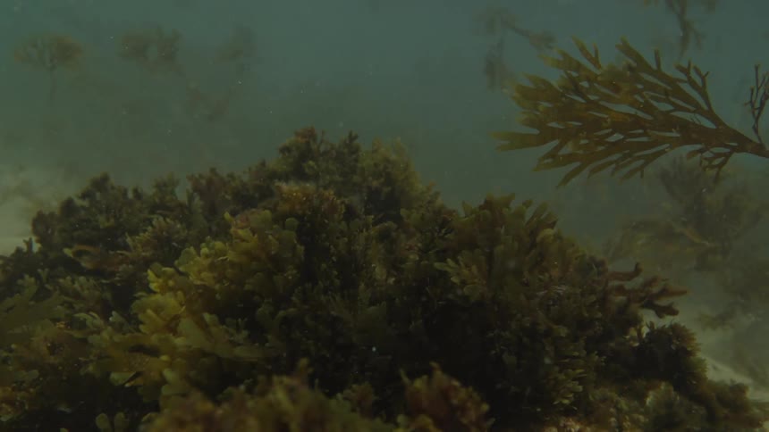 Some loose seaweed dirtying up the water