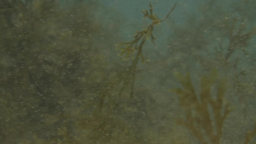 Kicking up seaweed underwater