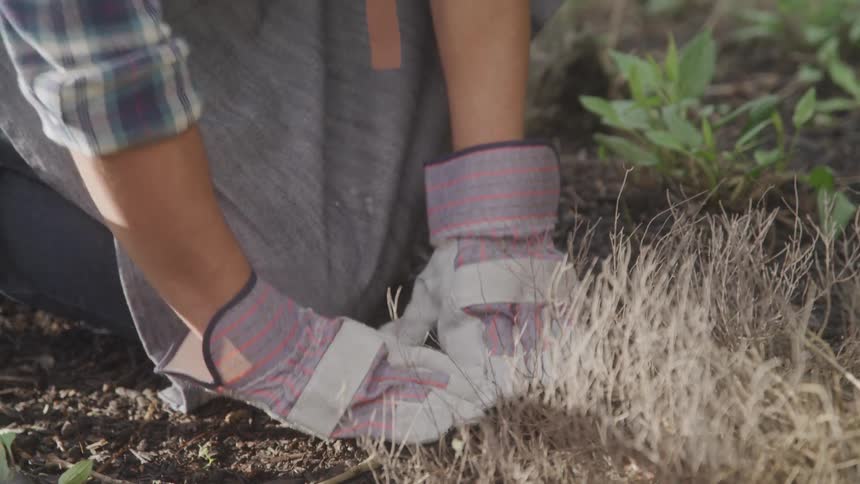 Pair of gloved hands planting in fertile soil