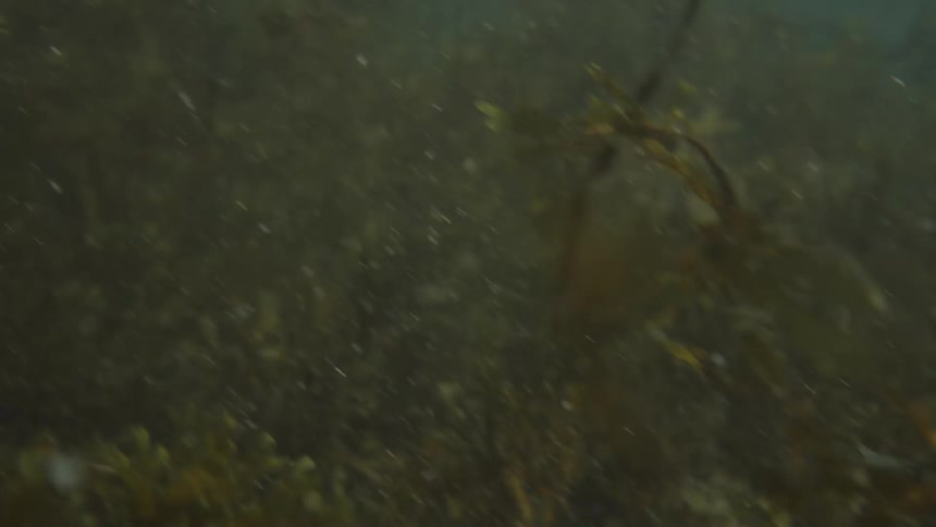 Seaweed drifts through a murky underwater ocean with sunlight filtering in and debris particles suspended in the water