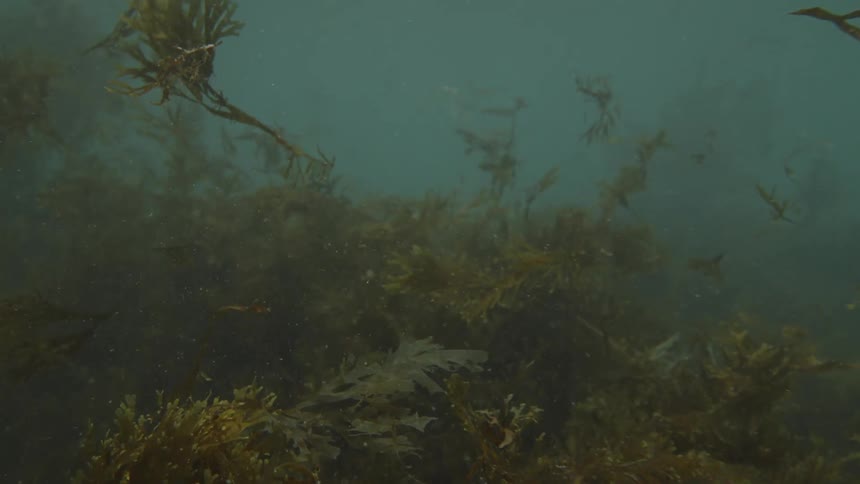 An underwater view with the bottom full of green vegetation and various particles scattering