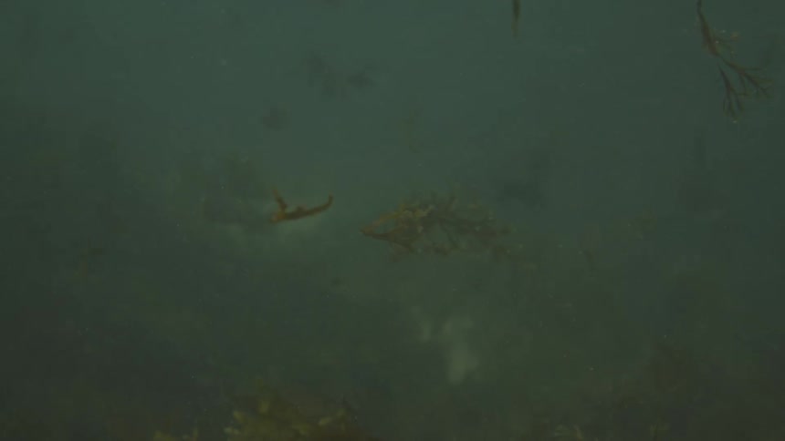 An underwater scene shows various types of seaweed and a small fish swimming in murky green and brown water
