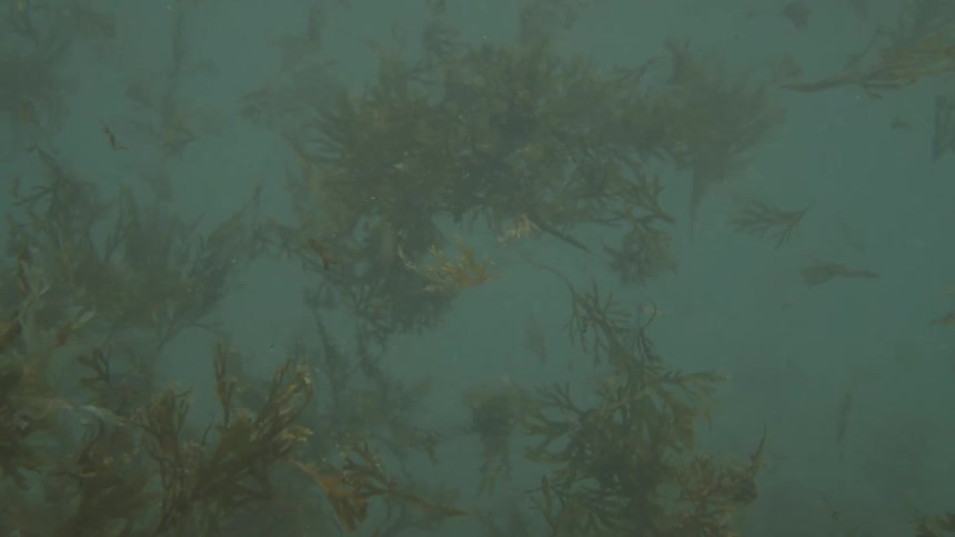 Loose seaweed makes the water murky