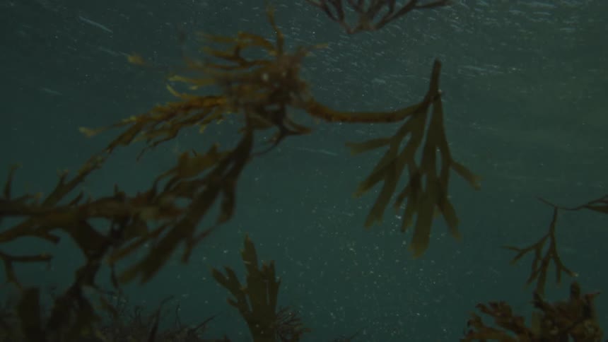 Strands of seaweed drift and float gracefully through dark murky water as seen from an underwater perspective looking up toward the surface