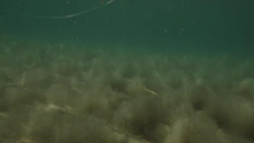 The sandy ocean floor