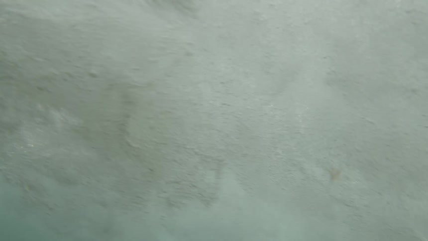 A wave crashes in the water throwing seaweed everywhere