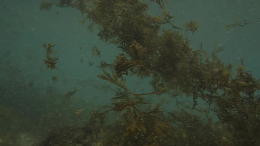 An underwater current carries floating pieces of seaweed through murky water above a rocky coralcovered sea floor