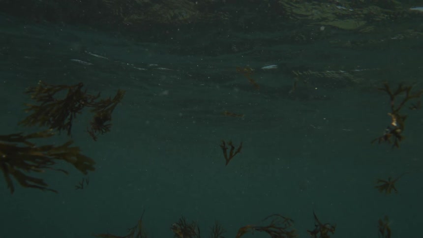 A murky underwater view of seaweed floating in dark ocean water with a rippling surface visible above