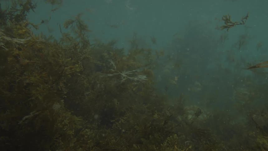Various types of seaweed and marine plants sway underwater in a sunlit coastal shallows