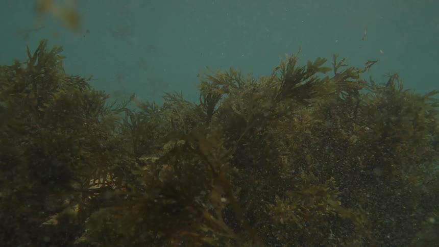 An underwater shot slowly drifts over a dense swaying bed of seaweed on the ocean floor as particles float through the murky water