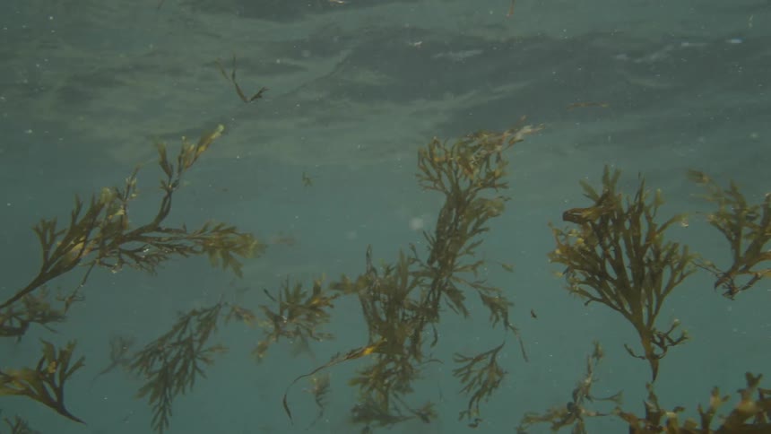 Seaweed drifts through a murky underwater ocean with sunlight filtering in and debris particles suspended in the water