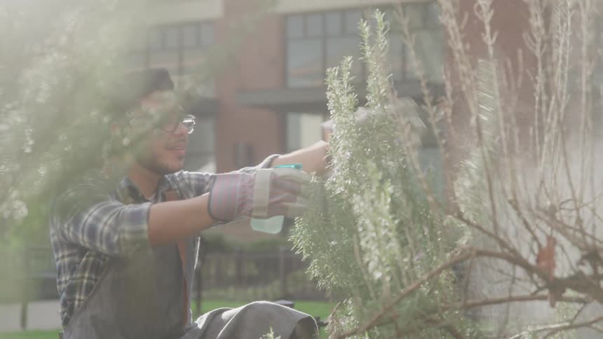 The gardener is spraying the plants