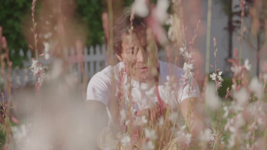 A person wearing a white shirt tends to pink and white flowers in a garden bordered by a white picket fence