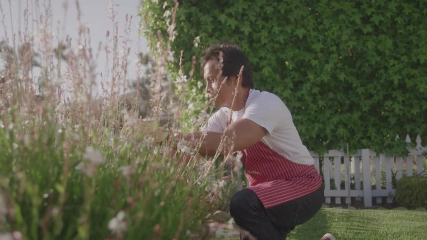 A man in a red apron kneels in a garden tending to tall flowering plants under bright sunlight