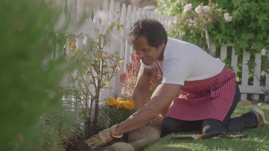 A person wearing a redstriped apron and kneeling on the grass is gardening near a white picket fence arranging yellow flowers and stones