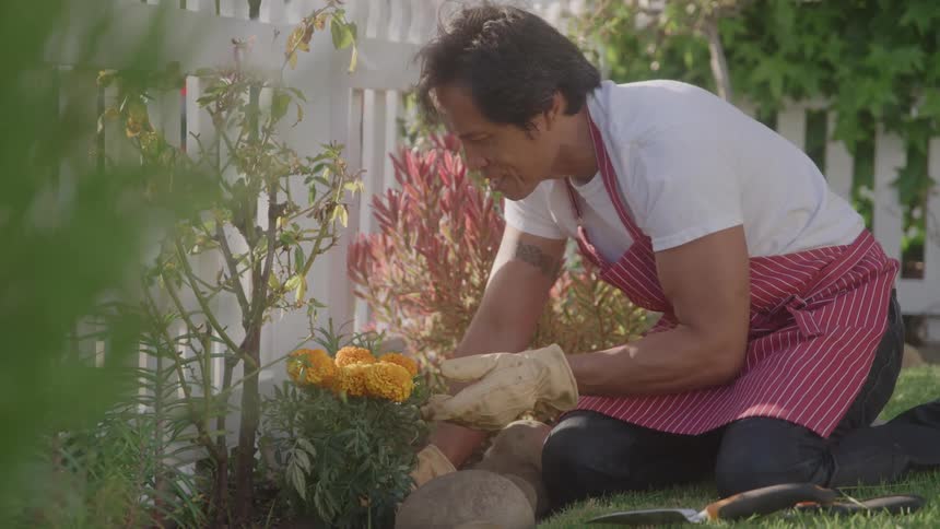 A gardener looks at a flowering plant in the yard around midday