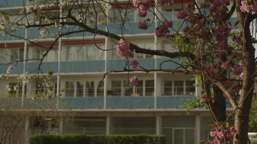 A modern apartment building with blue panels is seen through the branches of blossoming pink and white trees in the springtime