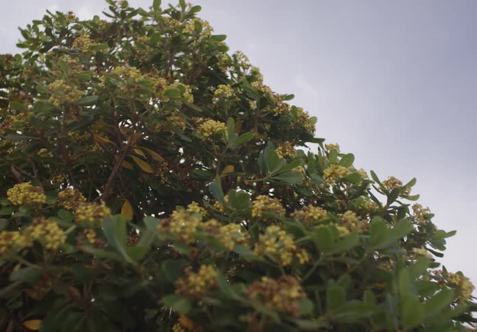 A lowangle handheld shot looks up at a dense leafy bush its branches heavy with tight clusters of creamy yellow buds that sway gently against a pale overcast sky