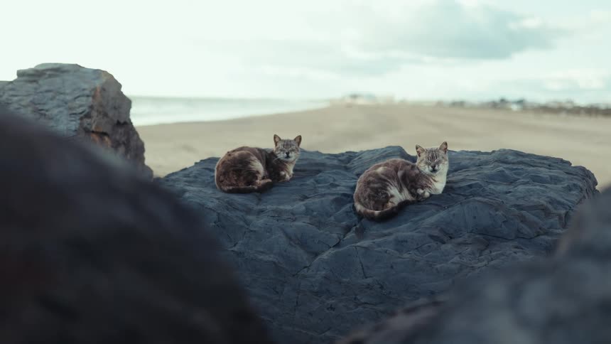 Two cats rest on large rocks near a quiet beach
