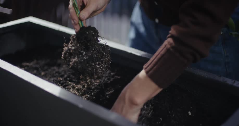A woman takes the plant and packs soil around it