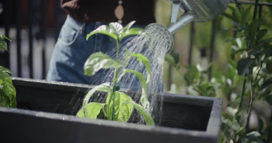 A closeup shot captures a person watering young leafy plants in a planter with a classic metal watering can