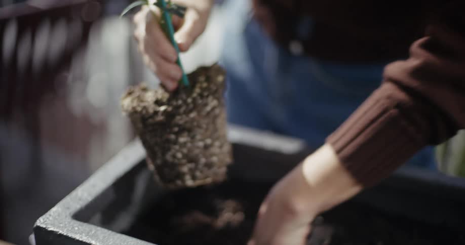 A woman transfers a plant from a vase into a larger planter around midday