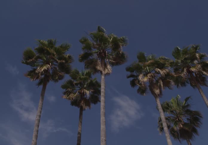 Multiple palm trees with full fronds reach upwards against a clear blue sky with sparse white clouds