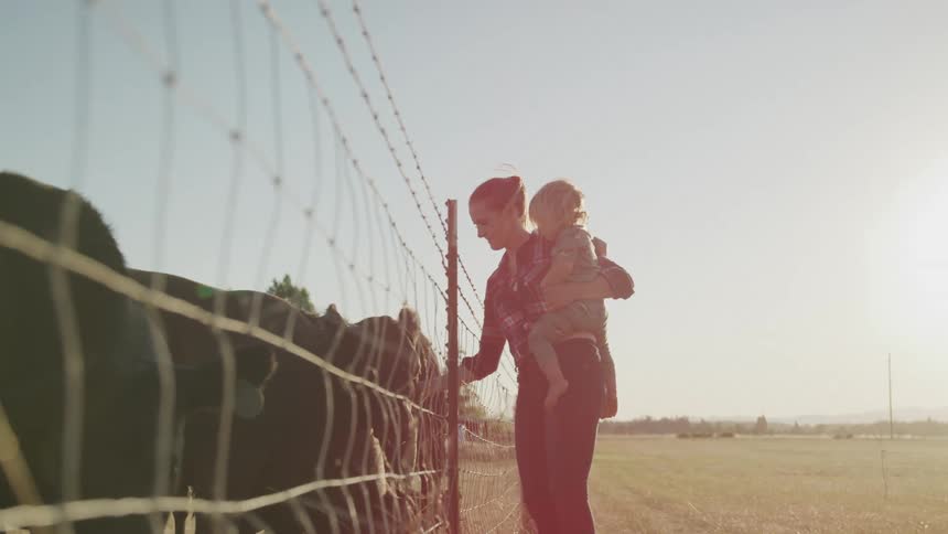 A woman holds her child as she pets the cattle in a field standing on one side of a wire fence with the cattle on the other side around midday