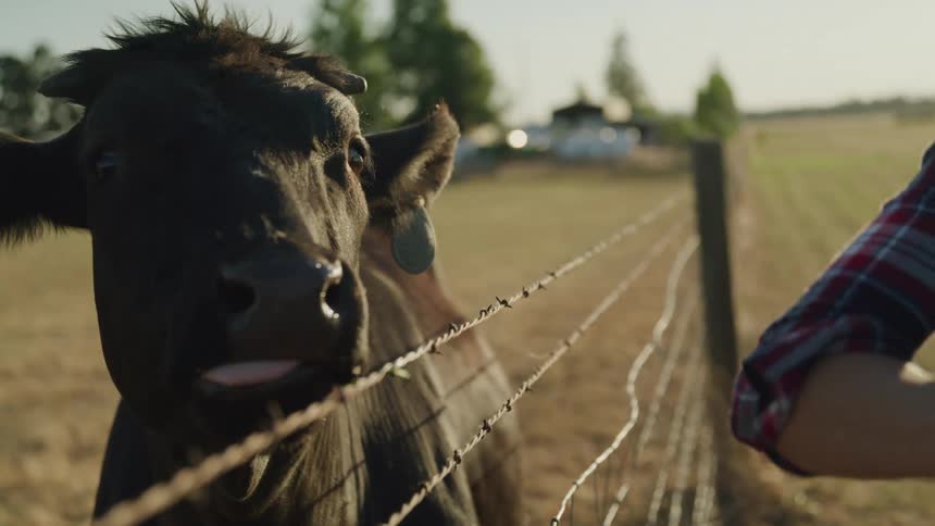 A curious black cow with an ear tag licks a barbed wire fence in a sunny pasture while a person in a plaid shirt stands nearby