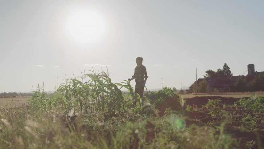 A person waters plants in a rural garden under the morning sun