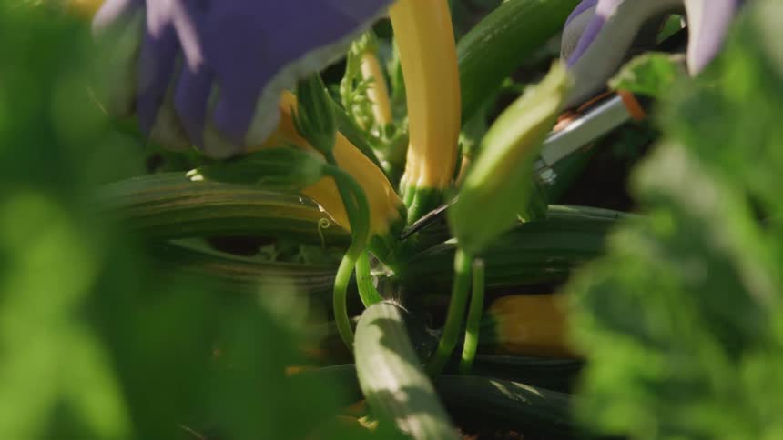 A gardener cuts a vegetable from the plant