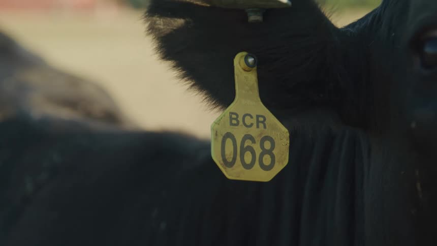 A black cow with an ear tag