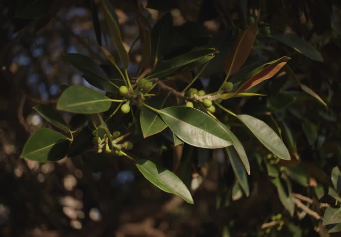 Green leaves hang from the tree branch
