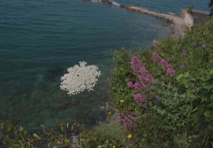 Wildflowers including a prominent queen annes lace bloom on a verdant cliffside overlooking the calm clear turquoise sea