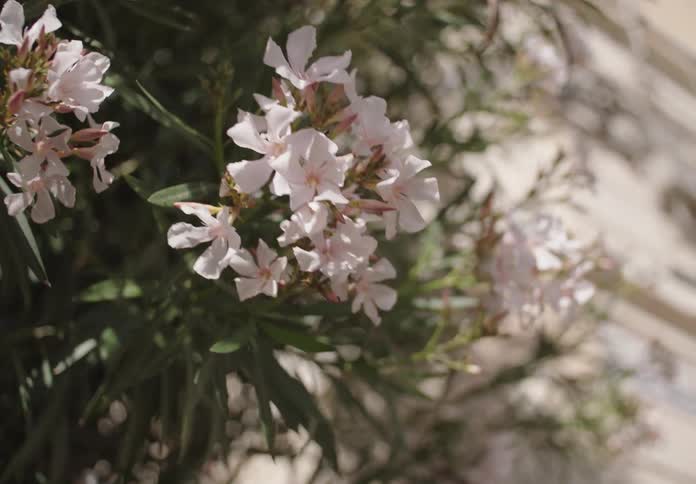 Closeup shot of blooming whitepink flowers in sunlight
