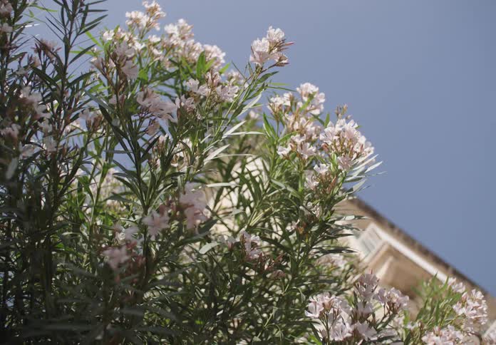 A lowangle shot captures a flowering tree with delicate white blossoms and green leaves against a clear blue sky