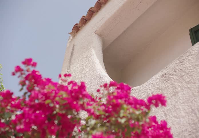 Pink flowers bloom in front of a white stucco building under a clear sky