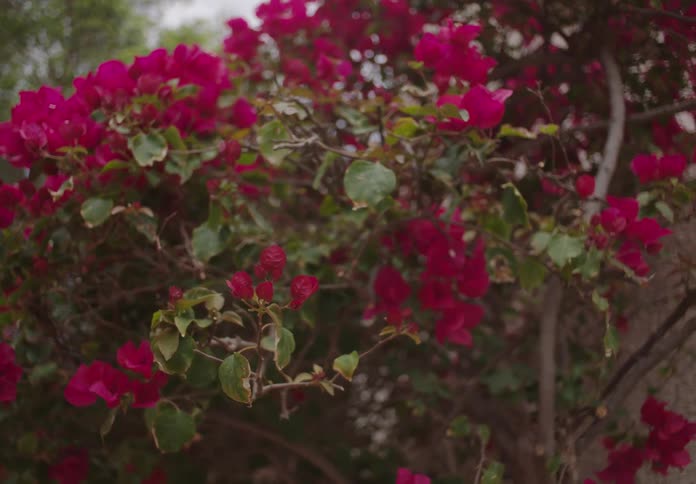 Bright pink flowers bloom densely on a leafy bush outdoors