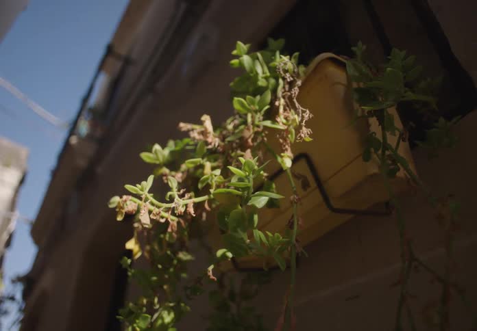 A window box of flowers